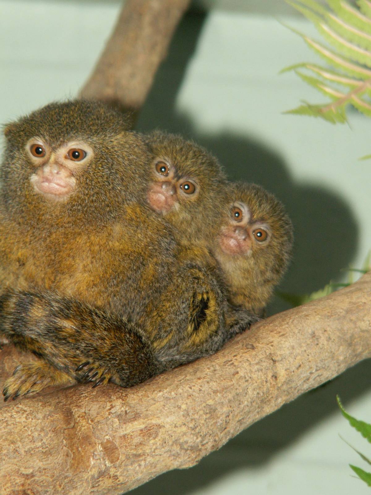 pygmy marmoset - dad with his twins
