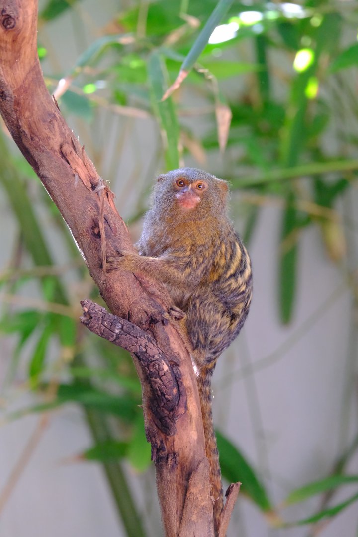 Pygmy Marmoset - Darling Downs Zoo