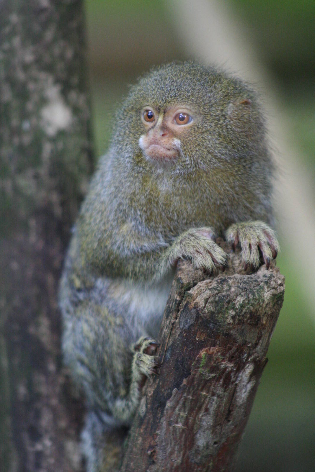 Pygmy Marmoset @ Dudley; 19.09.2015