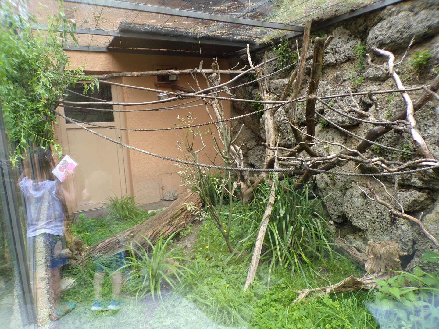 Pygmy marmoset enclosure 13.7.25