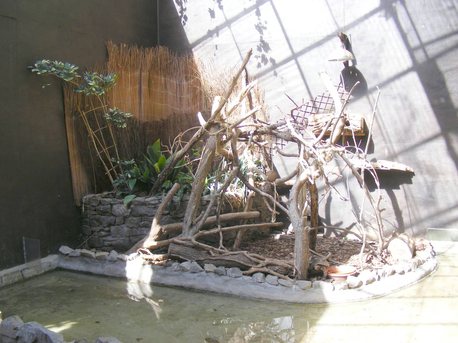 Pygmy marmoset enclosure at Lakeland Wildlife Oasis, 14 June 2011