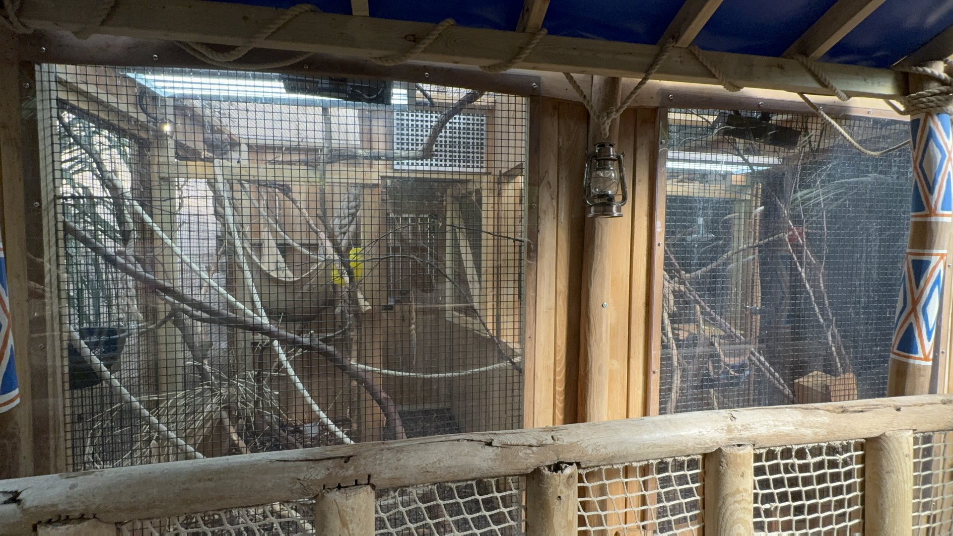 Pygmy Marmoset Enclosure at Tropical World (October 2024)