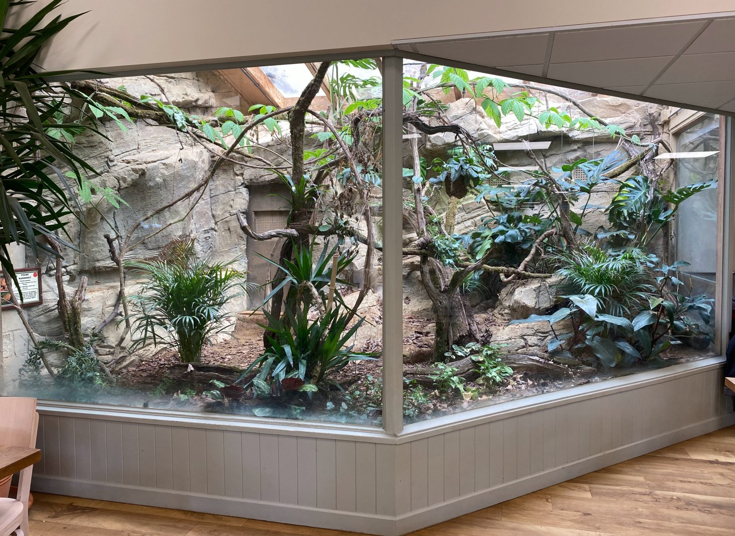 Pygmy Marmoset enclosure, CWP, UK