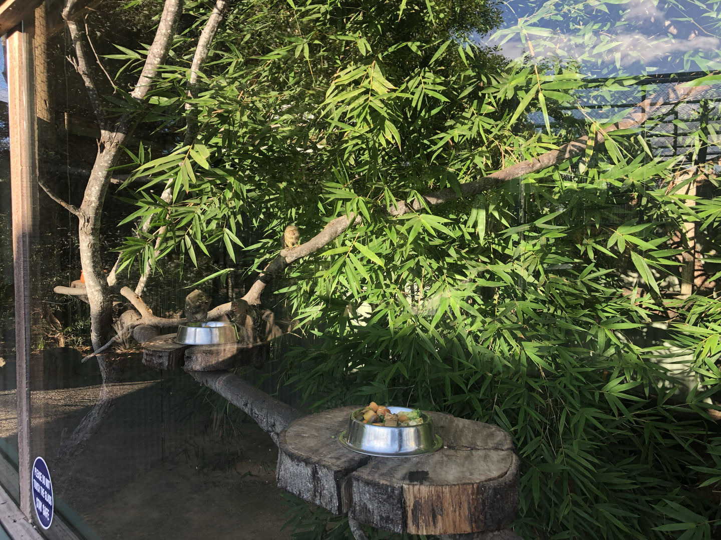 Pygmy Marmoset enclosure interior