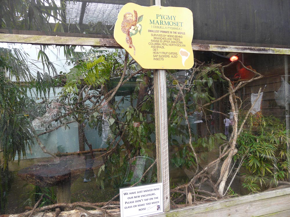 Pygmy marmoset enclosure