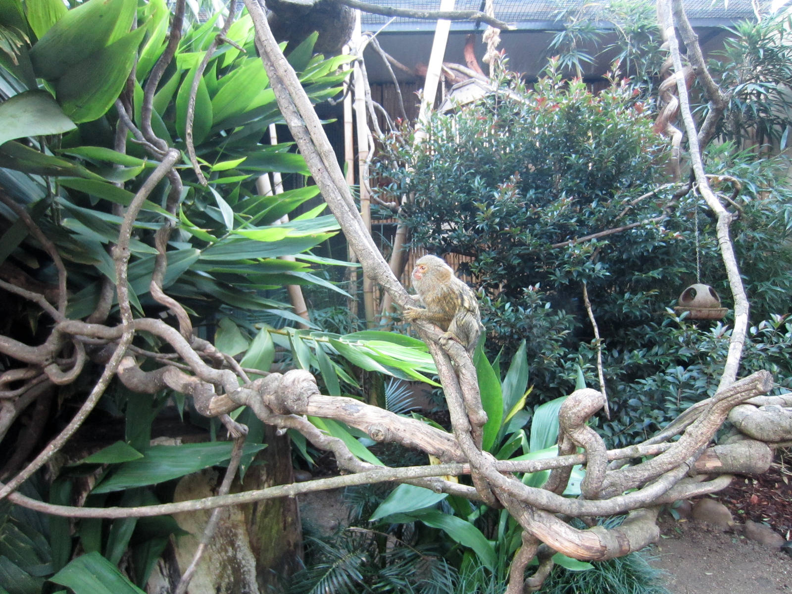 Pygmy Marmoset enclosure