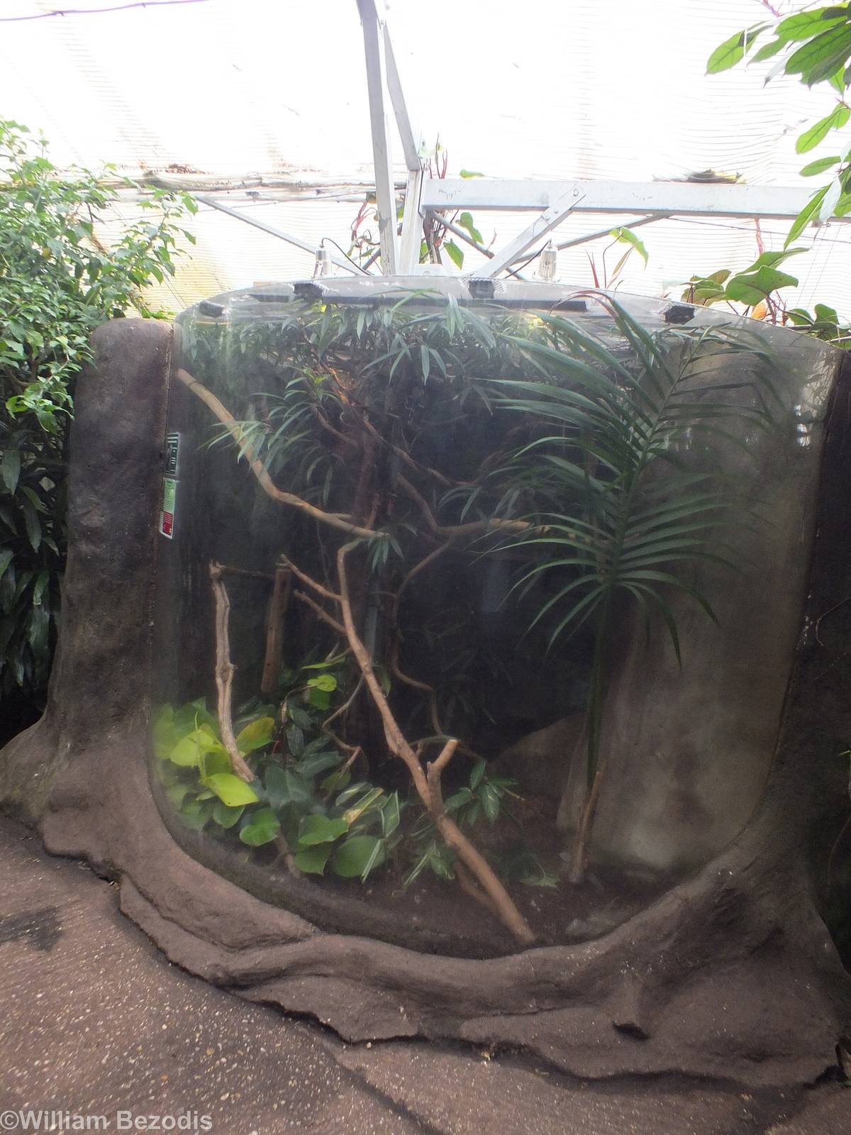 Pygmy Marmoset Enclosure