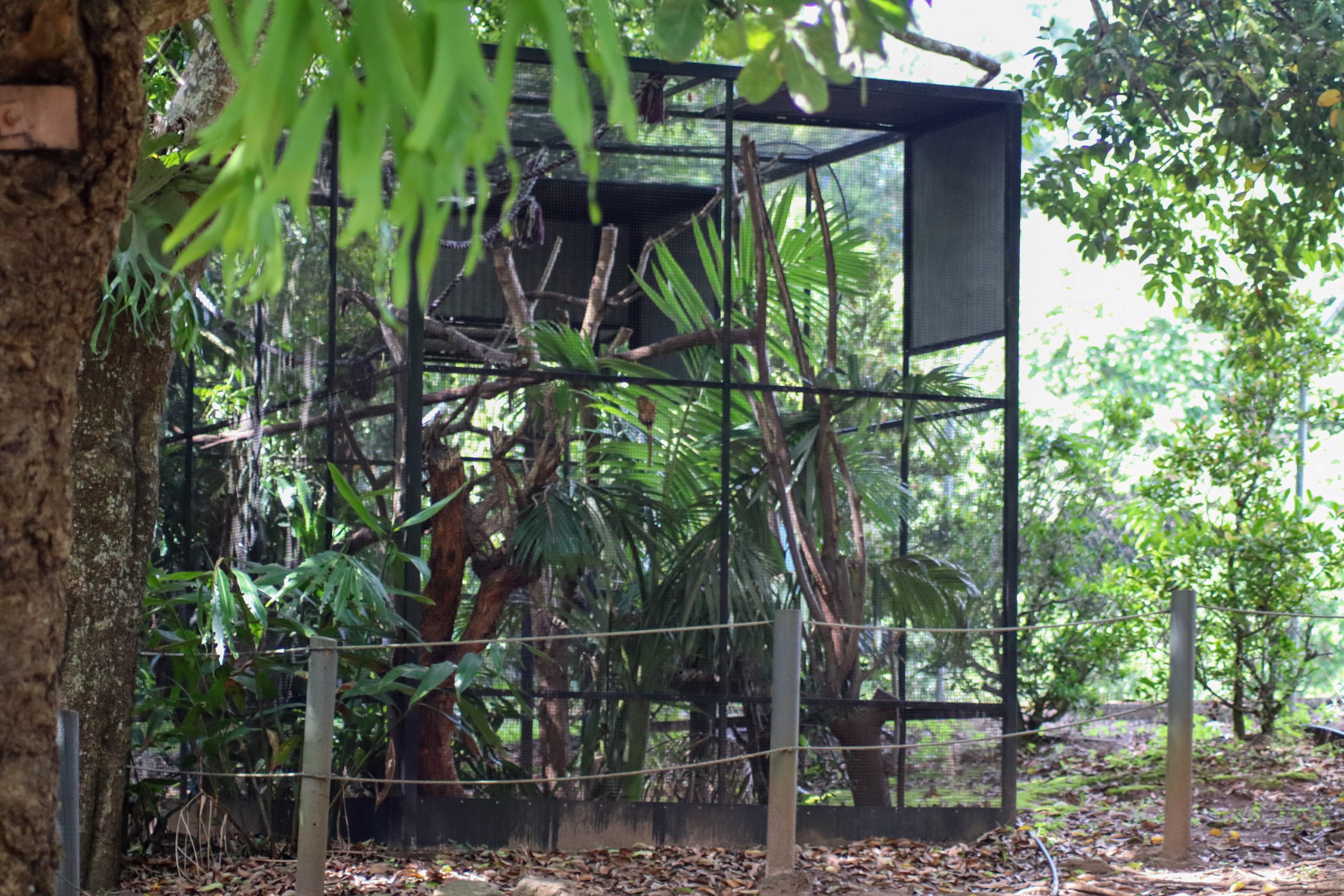 Pygmy Marmoset Enclosure