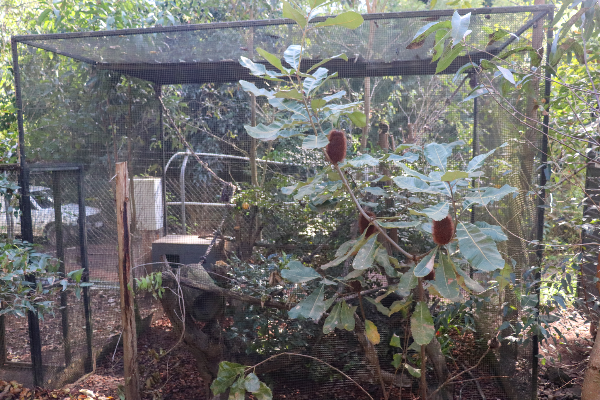 Pygmy Marmoset Enclosure