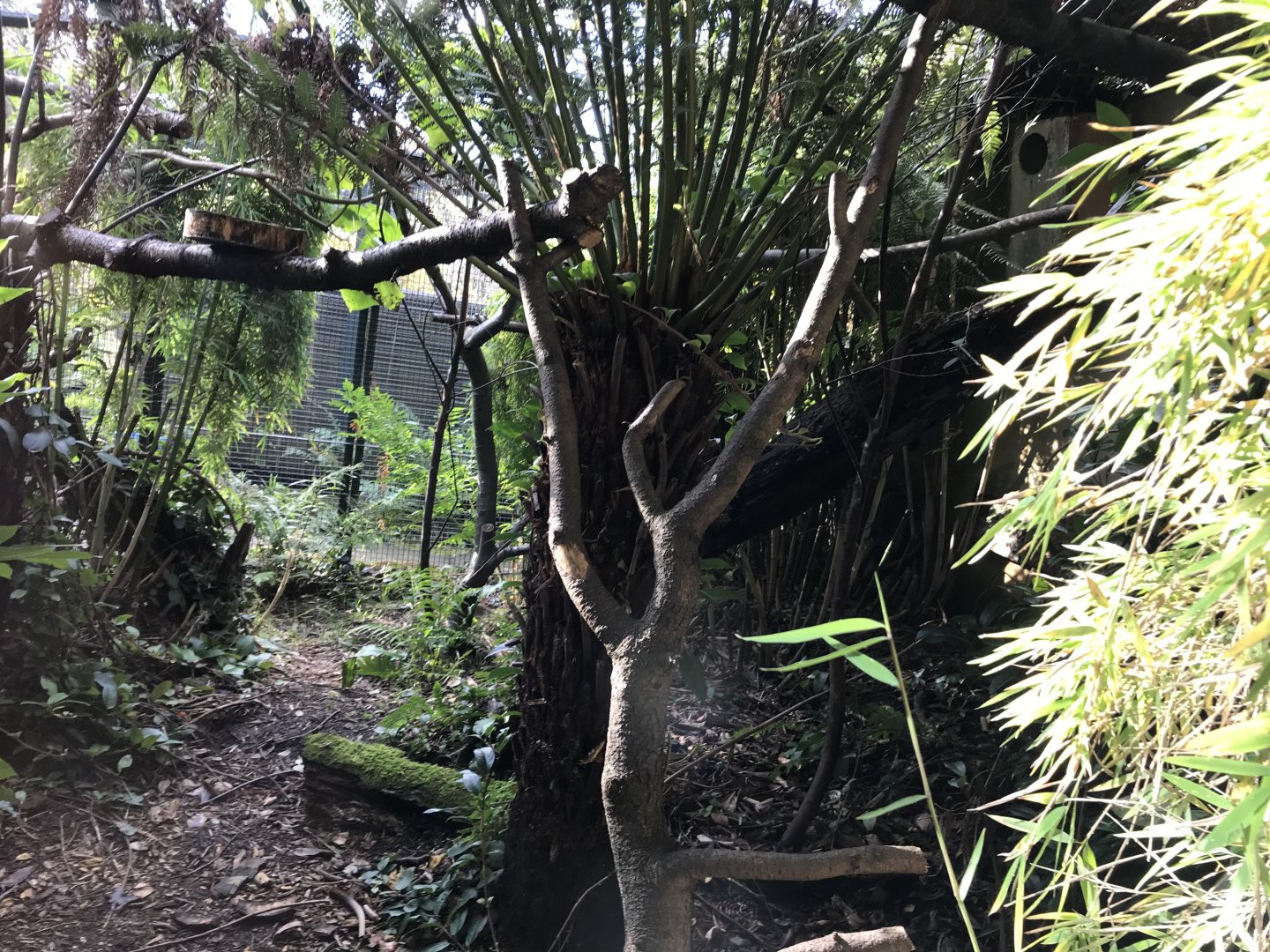 Pygmy marmoset enclosure