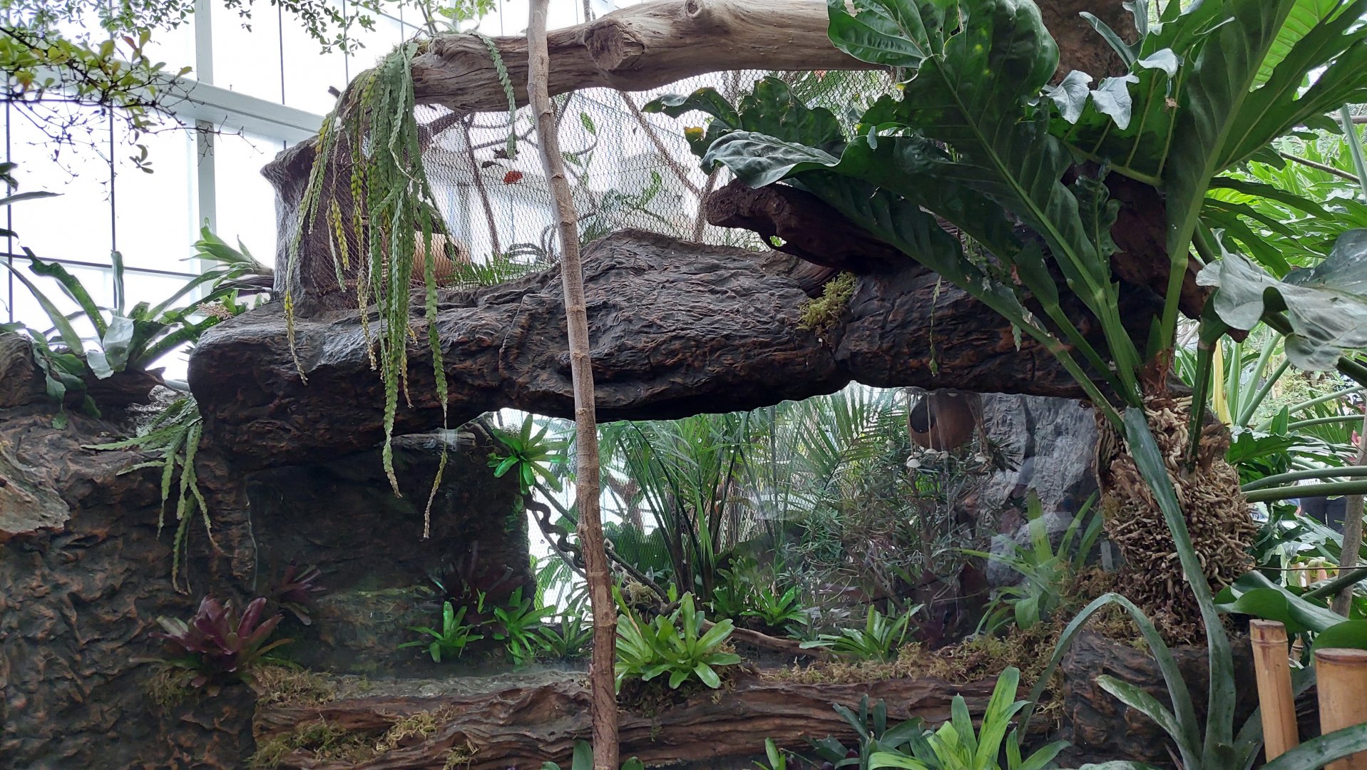 Pygmy Marmoset Enclosure