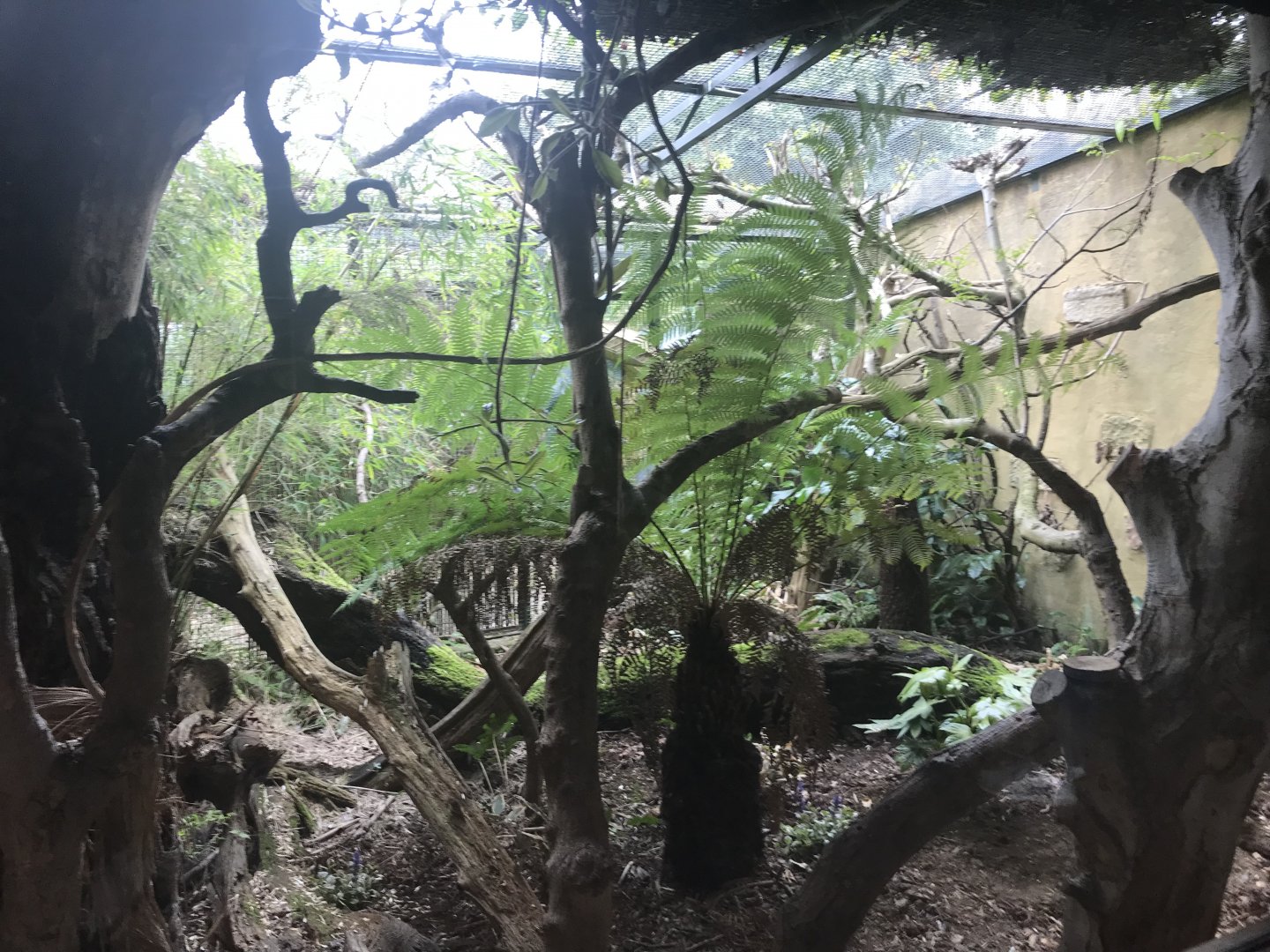 Pygmy marmoset enclosure
