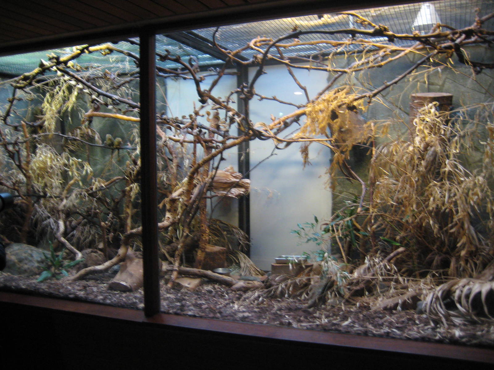 Pygmy marmoset enclosure