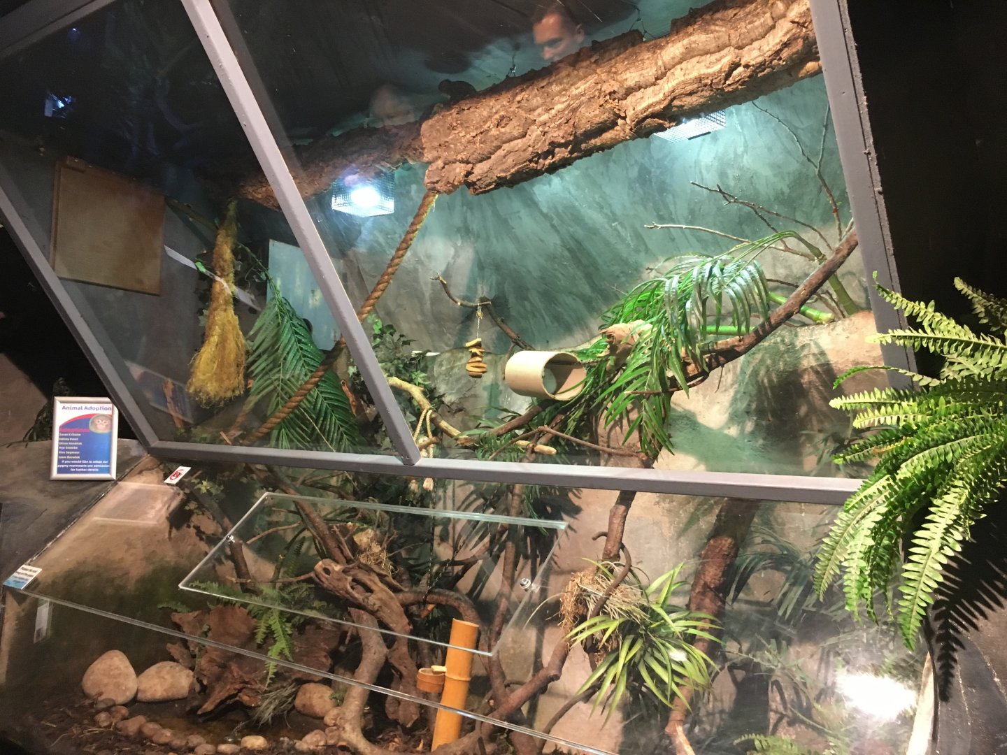 Pygmy marmoset exhibit 030817