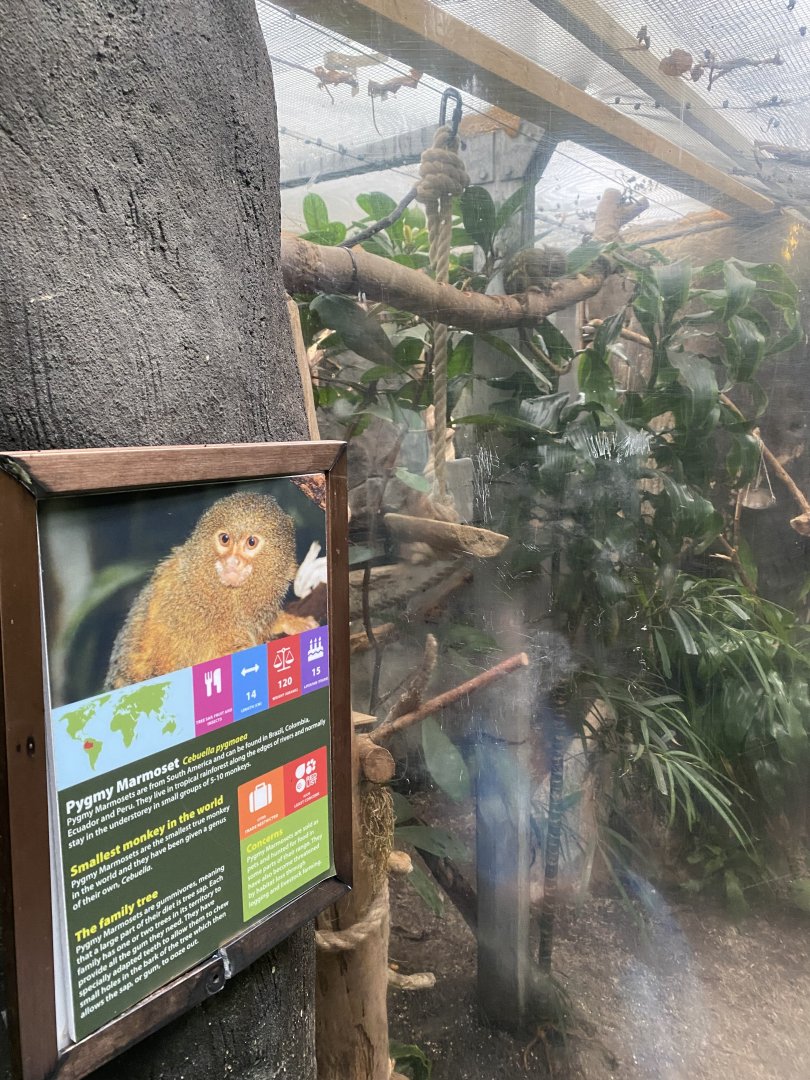 Pygmy marmoset exhibit 050924