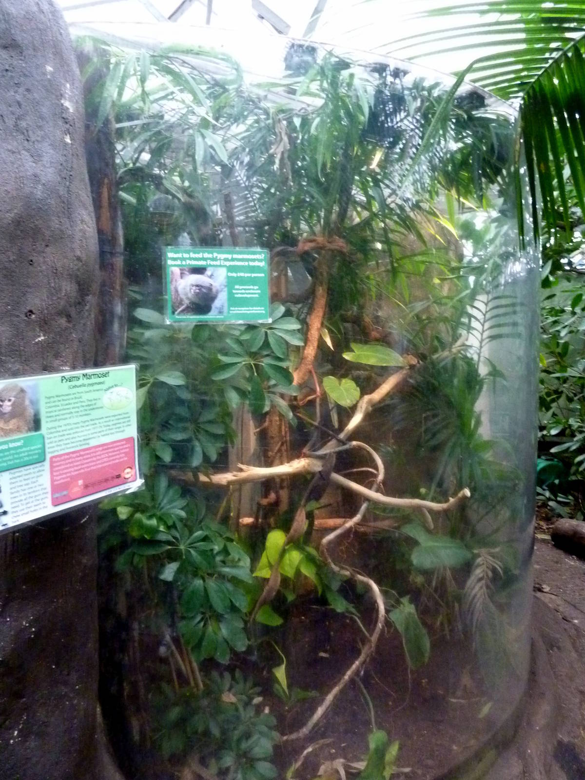 Pygmy Marmoset Exhibit - 2012