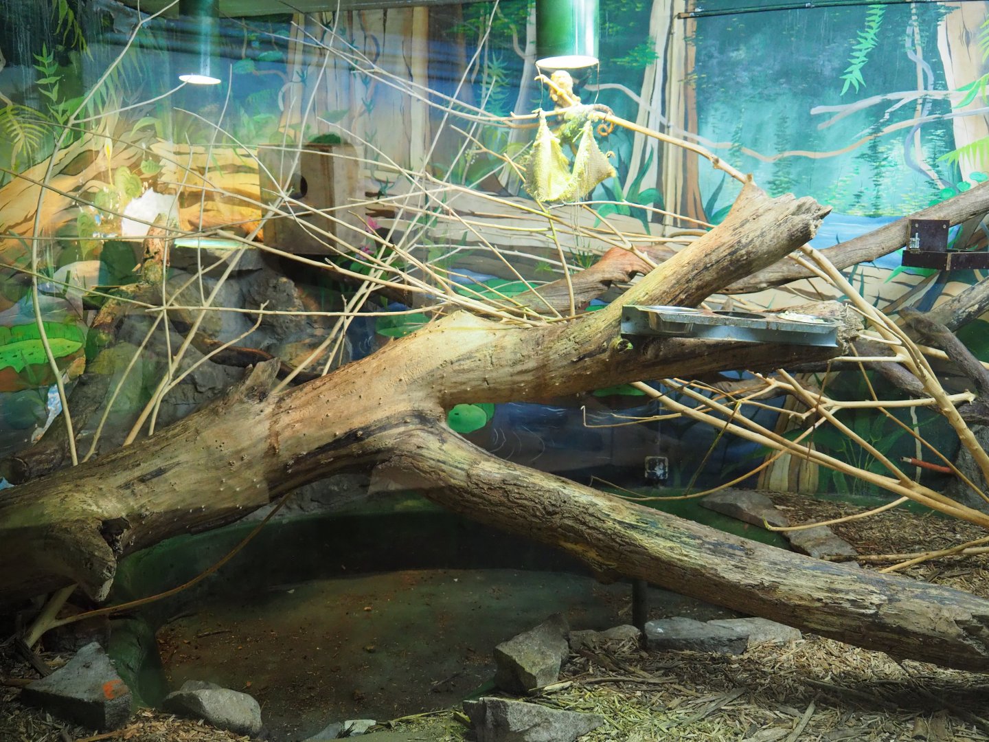 Pygmy marmoset exhibit, 2019-08-04