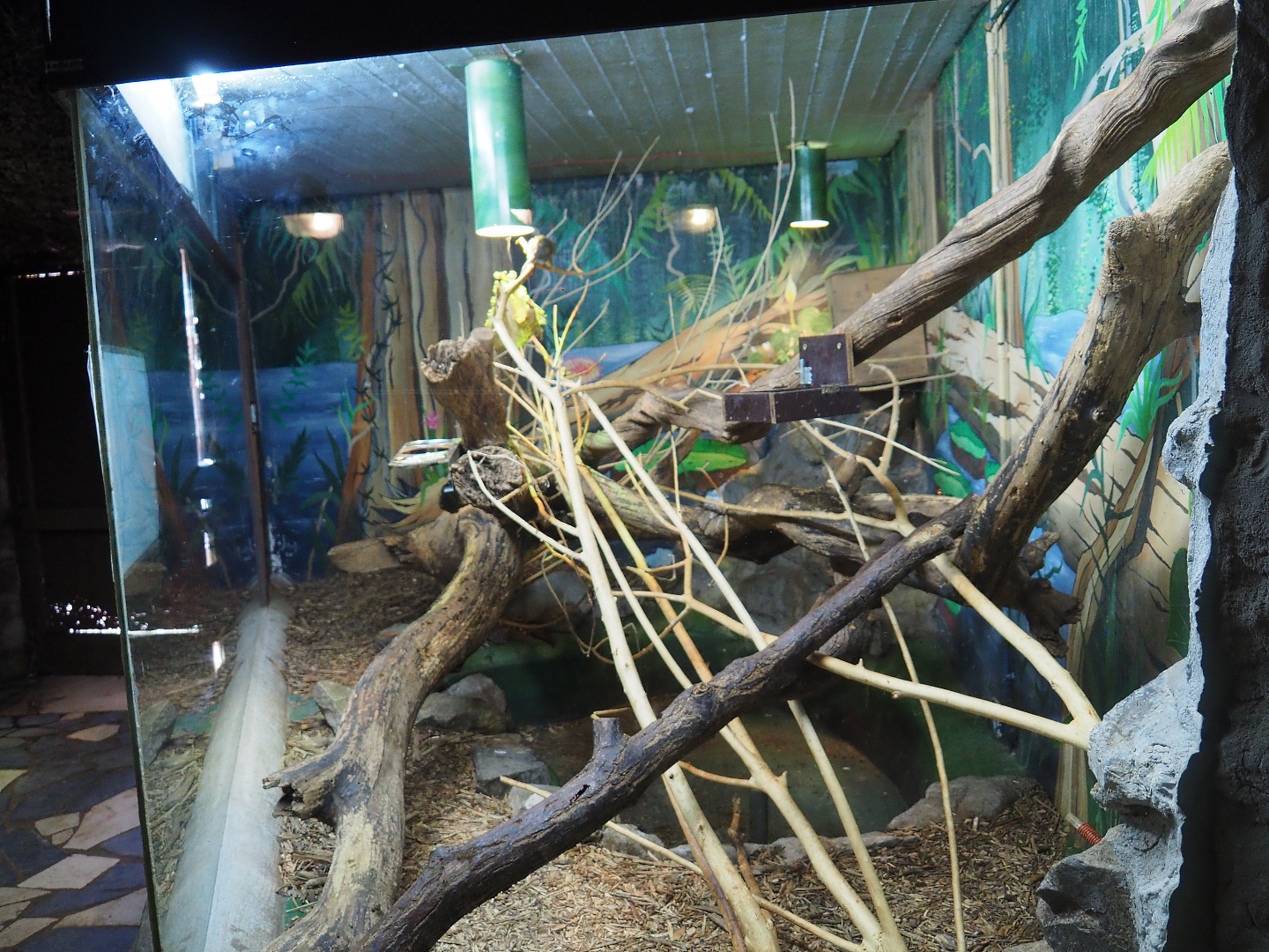 Pygmy marmoset exhibit, 2019-08-04