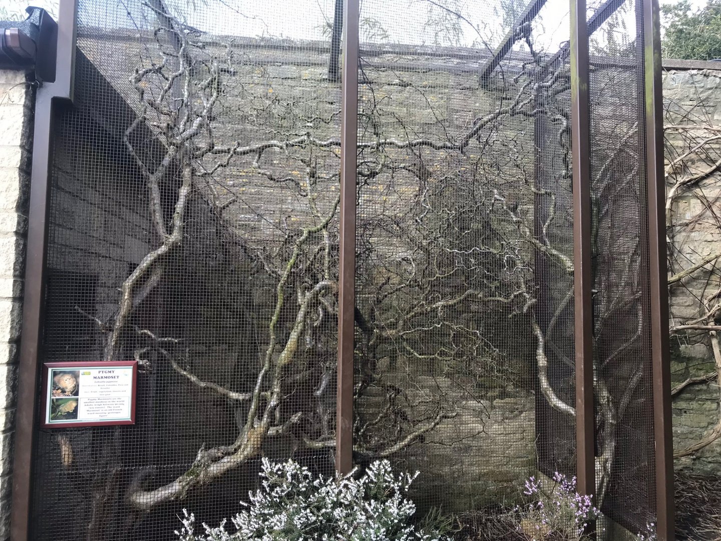 Pygmy marmoset exhibit 250318