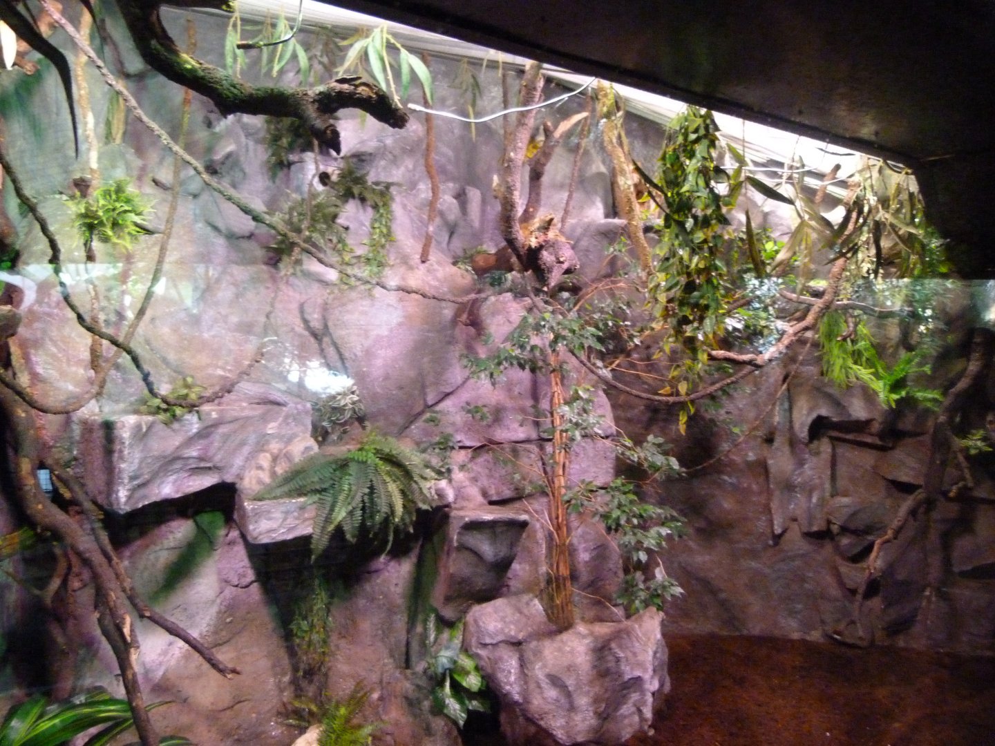 Pygmy marmoset exhibit -Faunia (2025)