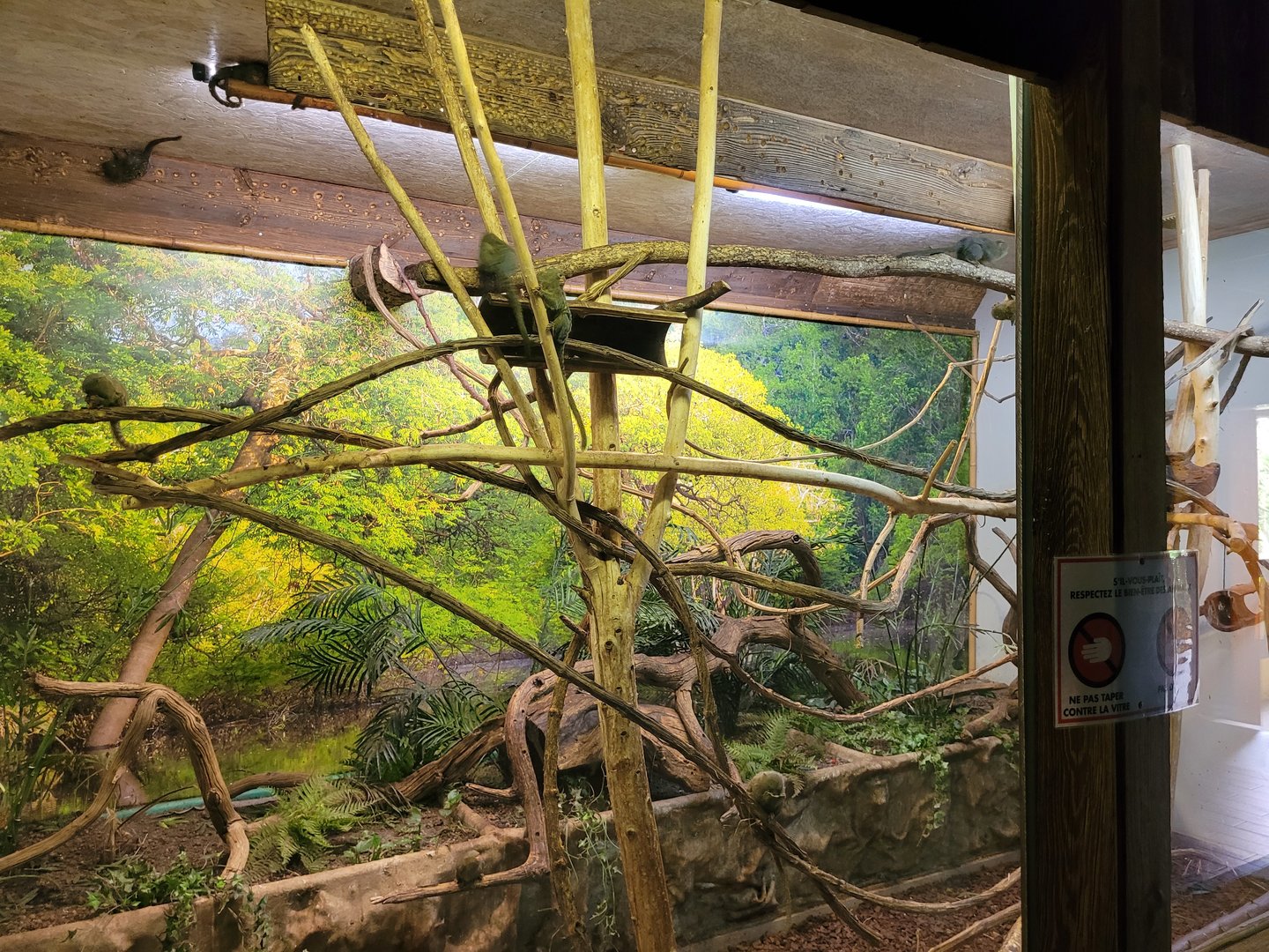 Pygmy marmoset exhibit -Parc Animalier des Pyrénées (2023)