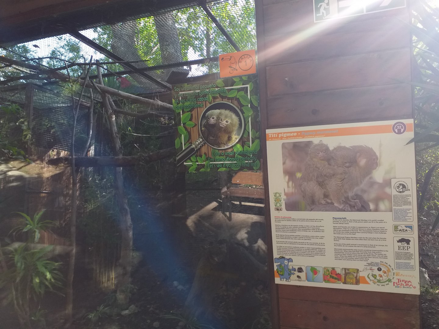 Pygmy marmoset exhibit -TerraNatura Benidorm (2021)