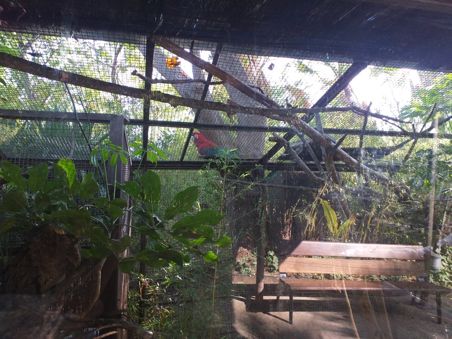 Pygmy marmoset exhibit -TerraNatura Benidorm (2021)