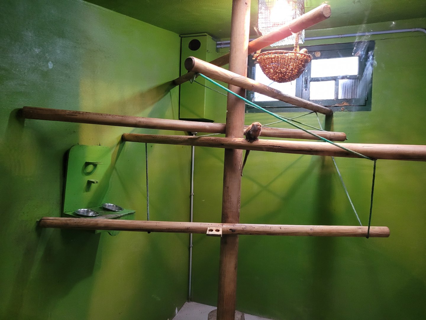 Pygmy marmoset exhibit -Zoo de Santillana del Mar (2023)