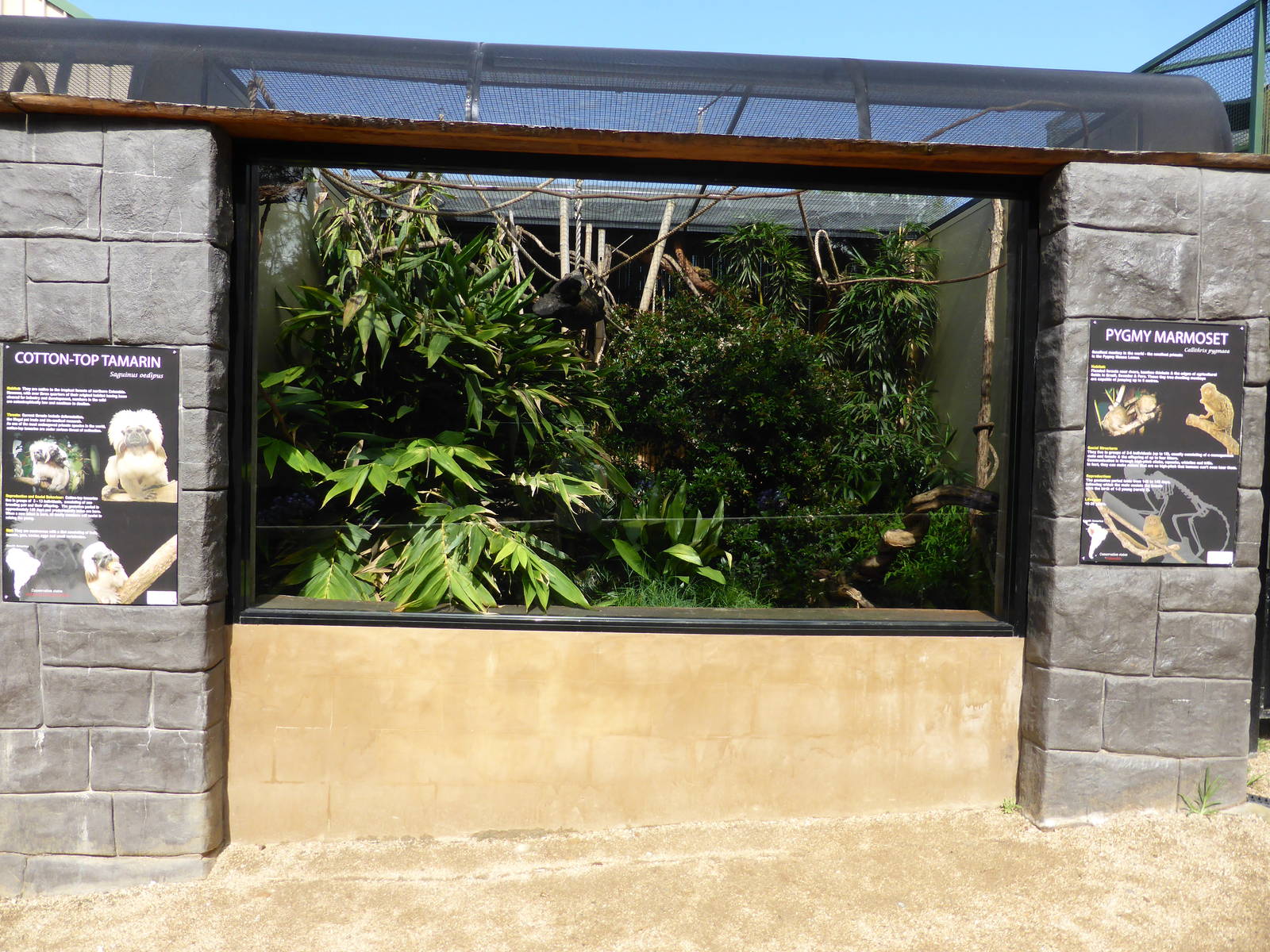 Pygmy Marmoset exhibit