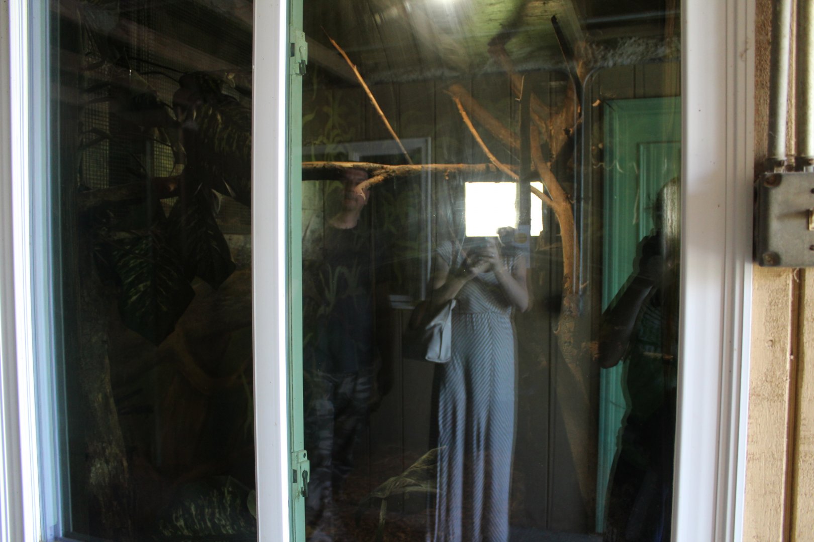 Pygmy Marmoset Exhibit