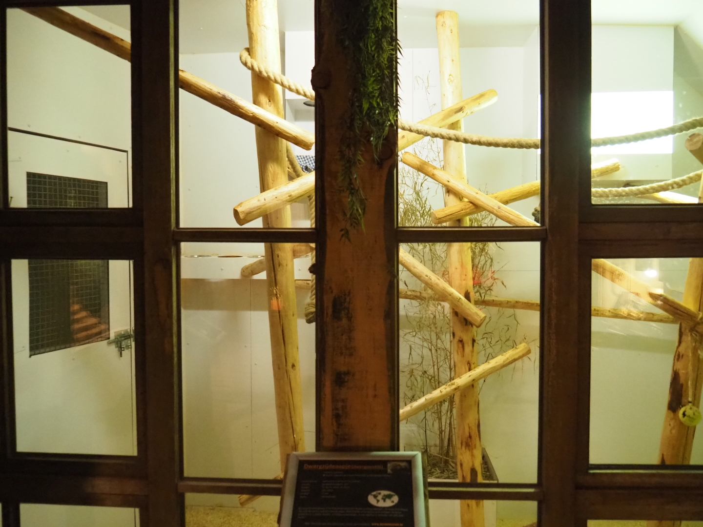 Pygmy marmoset exhibit