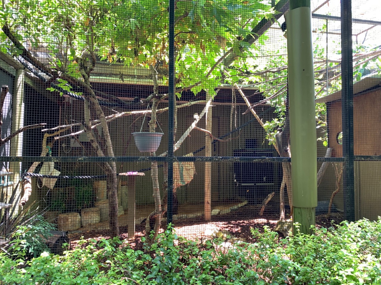 Pygmy Marmoset Exhibit