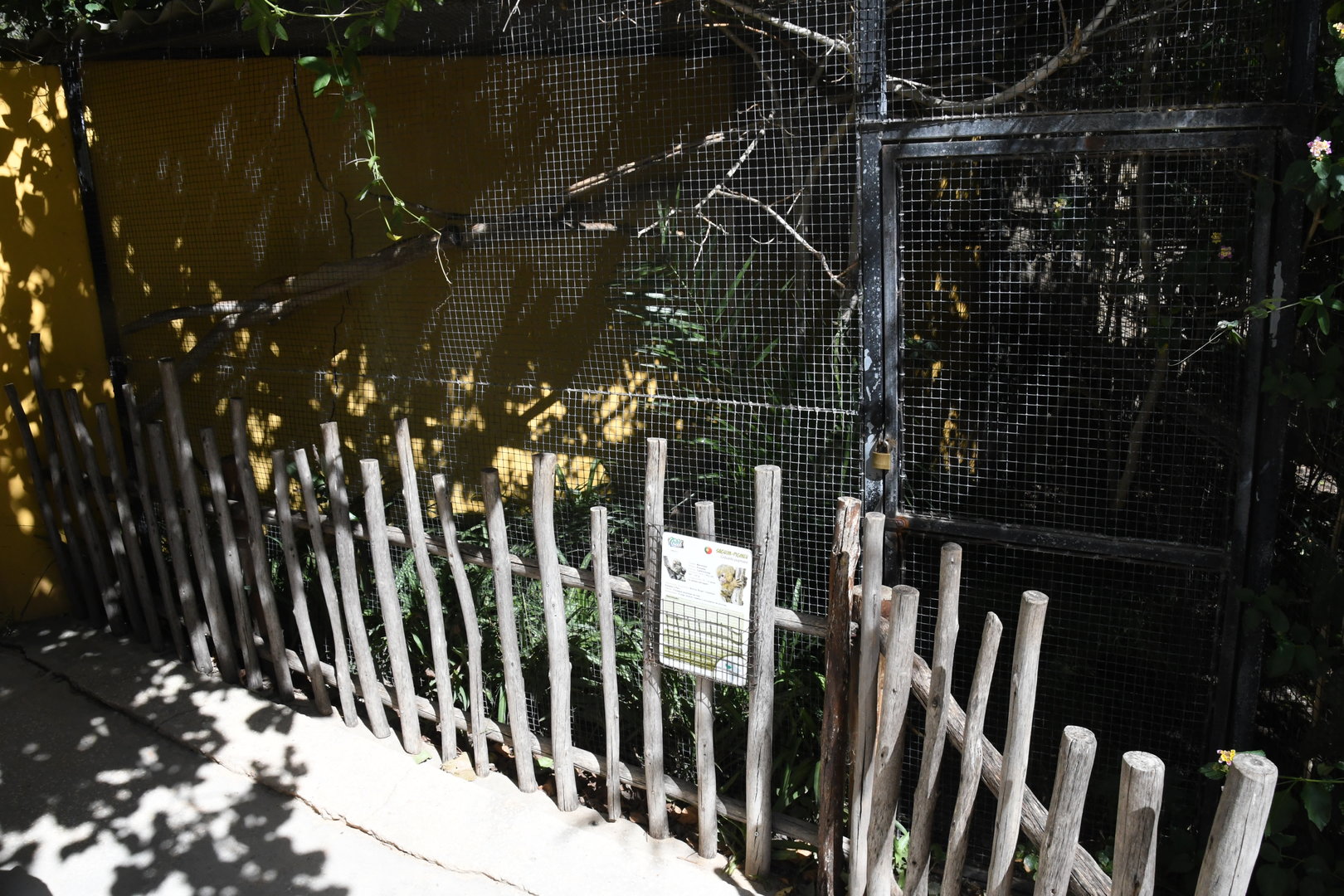 Pygmy Marmoset exhibit