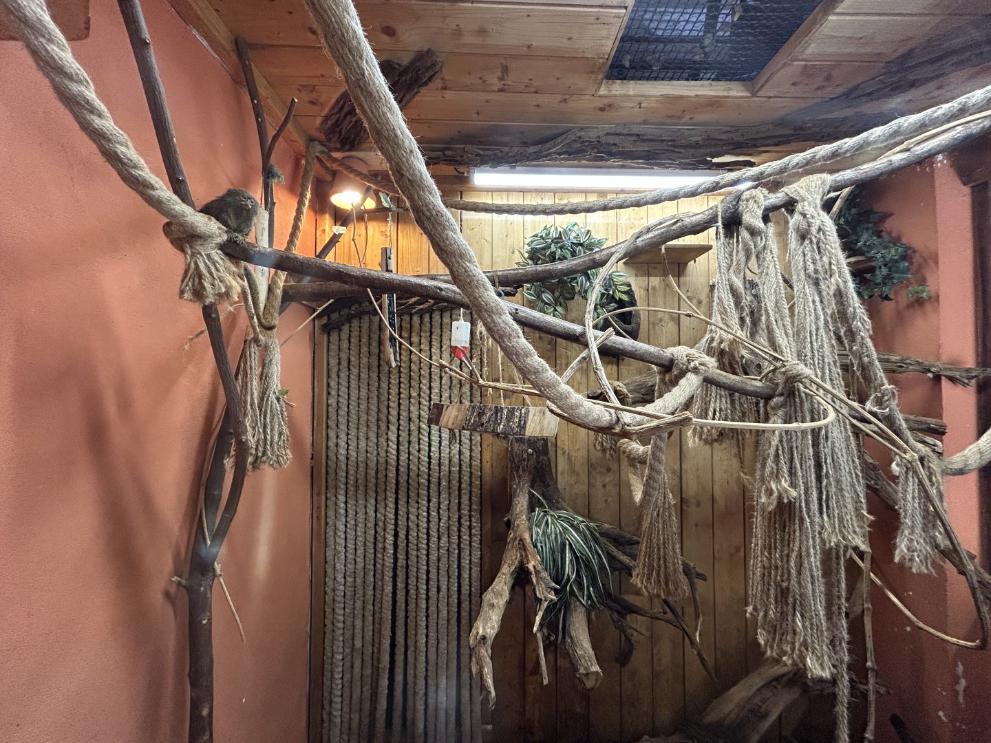 Pygmy Marmoset Exhibit