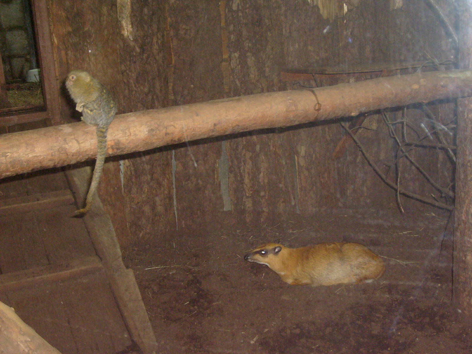Pygmy marmoset; Greater malay chevrotain