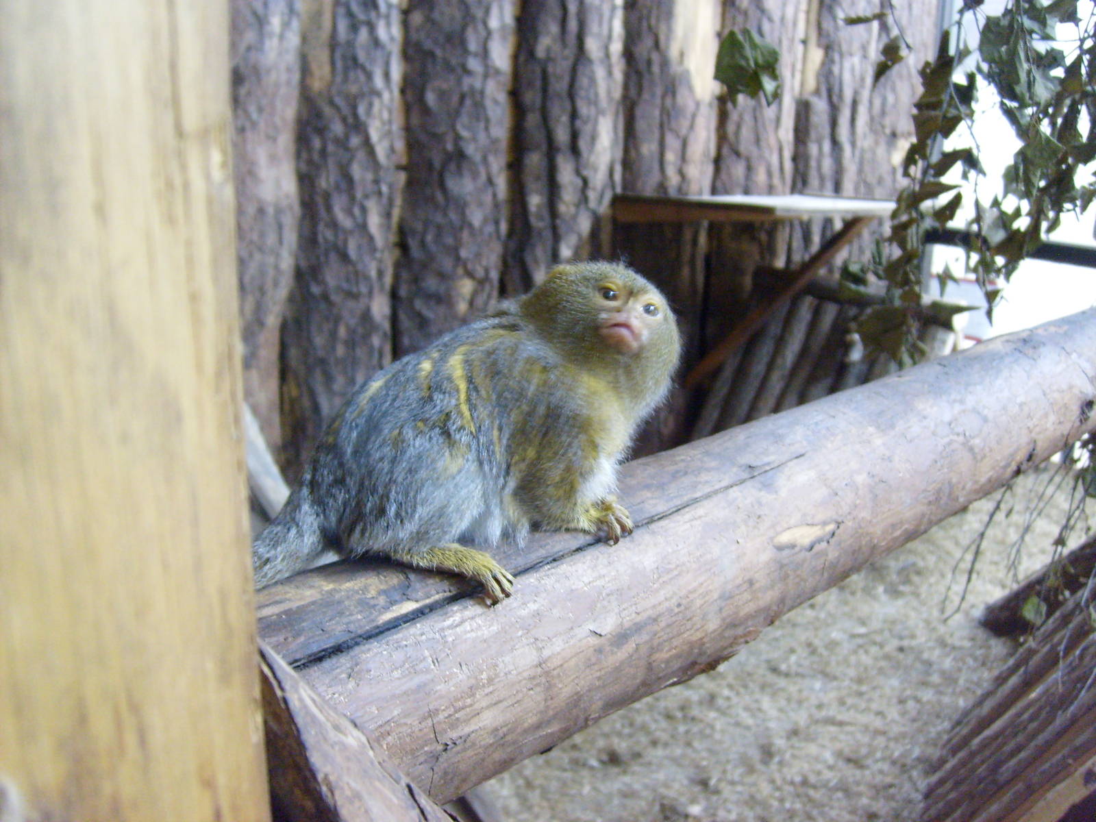 Pygmy marmoset in mixed exhibit (with chevrotains)