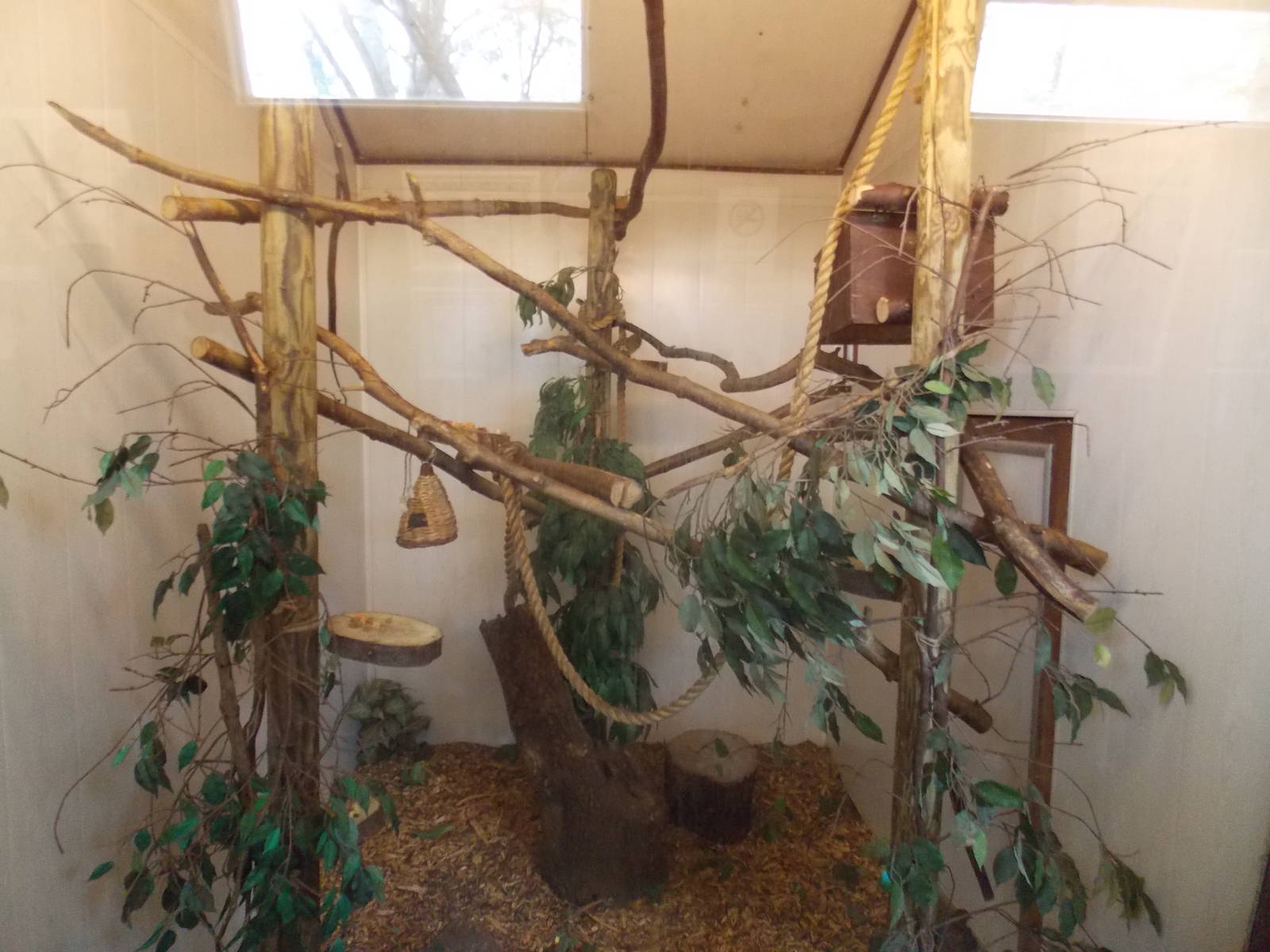 Pygmy Marmoset indoor area