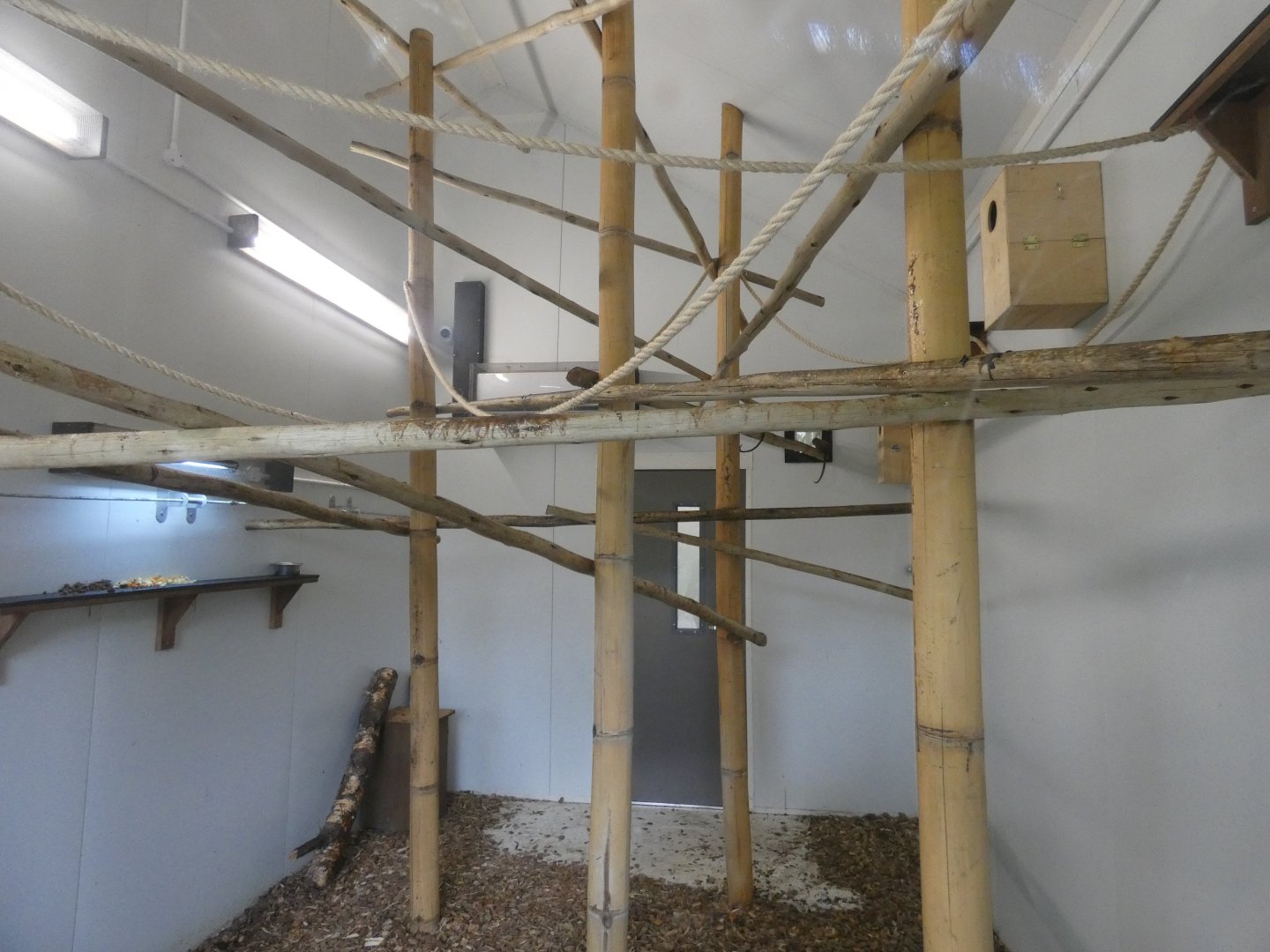 Pygmy marmoset indoor enclosure