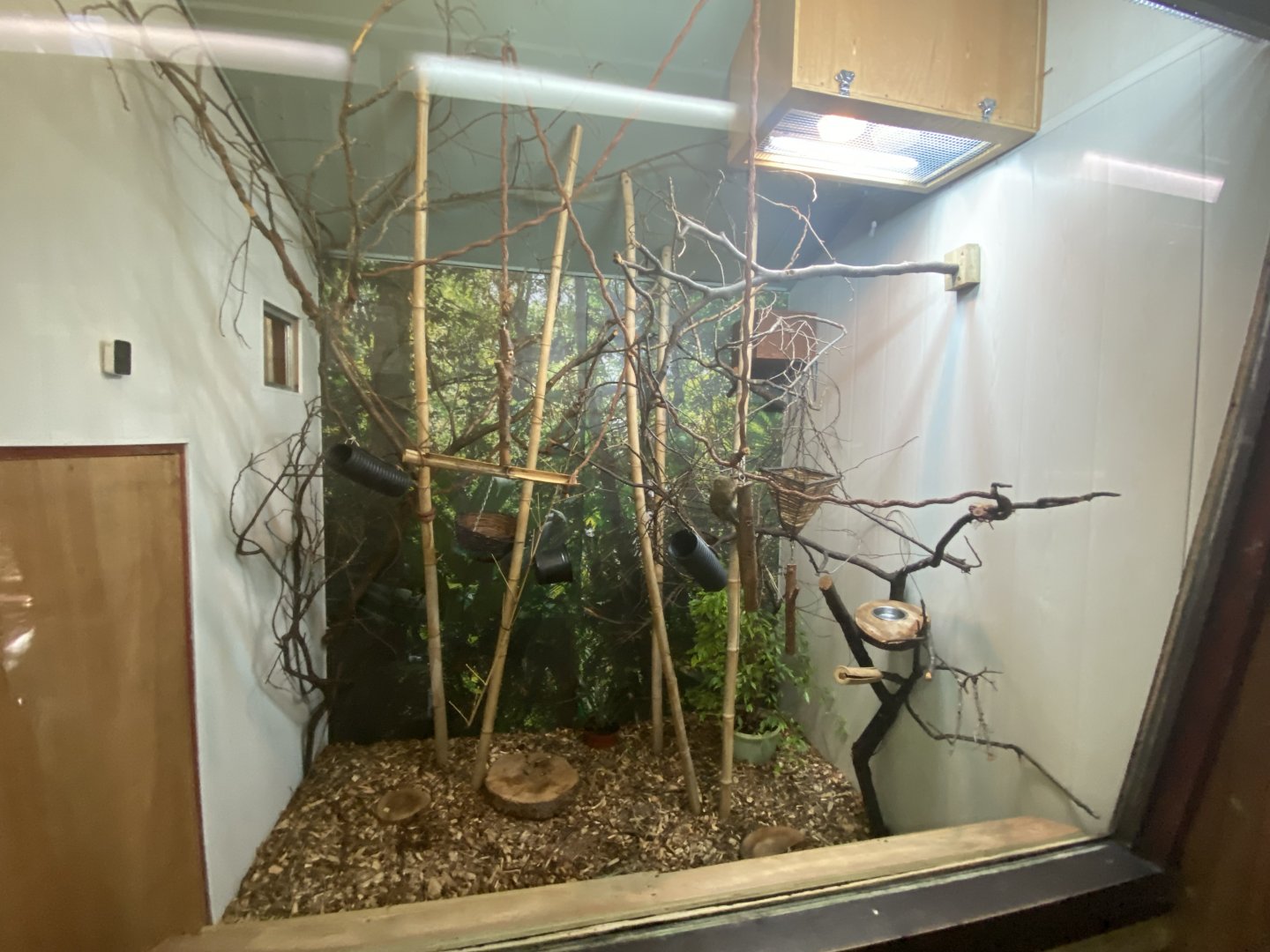 Pygmy marmoset indoor enclosure