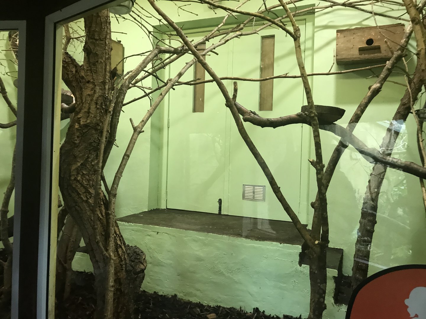 Pygmy marmoset indoors