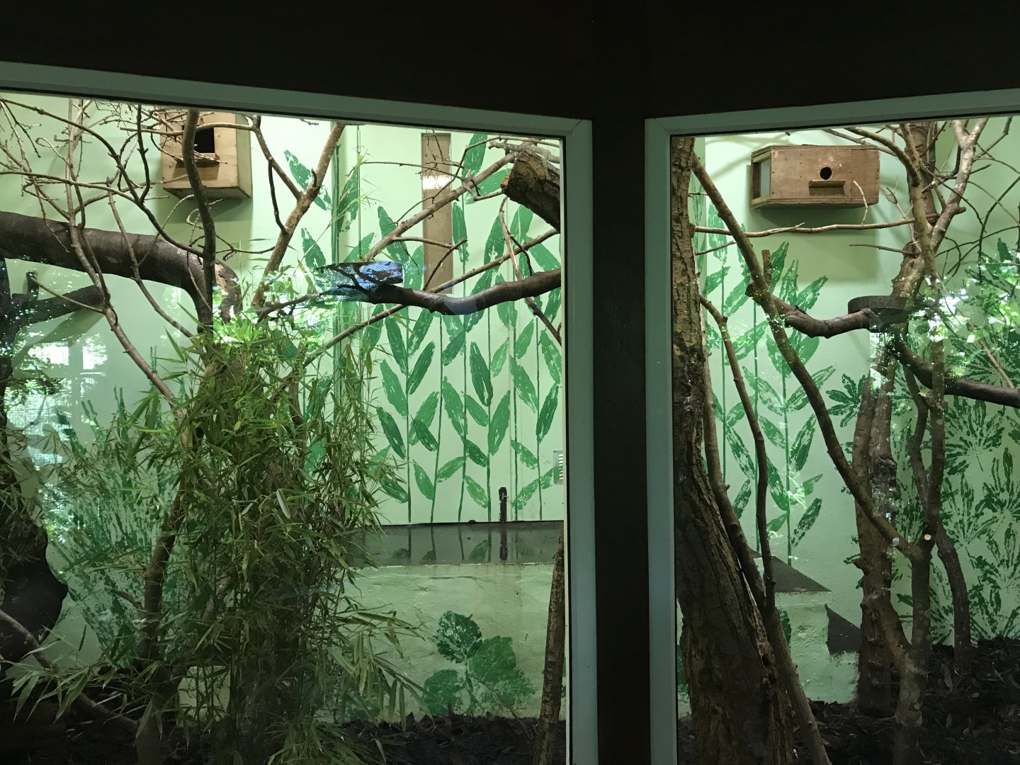 Pygmy marmoset indoors