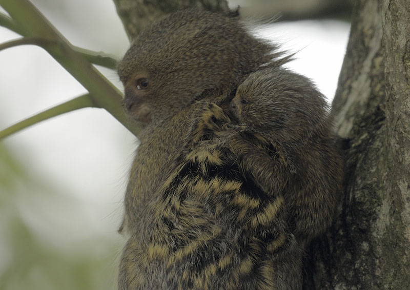 Pygmy marmoset infant