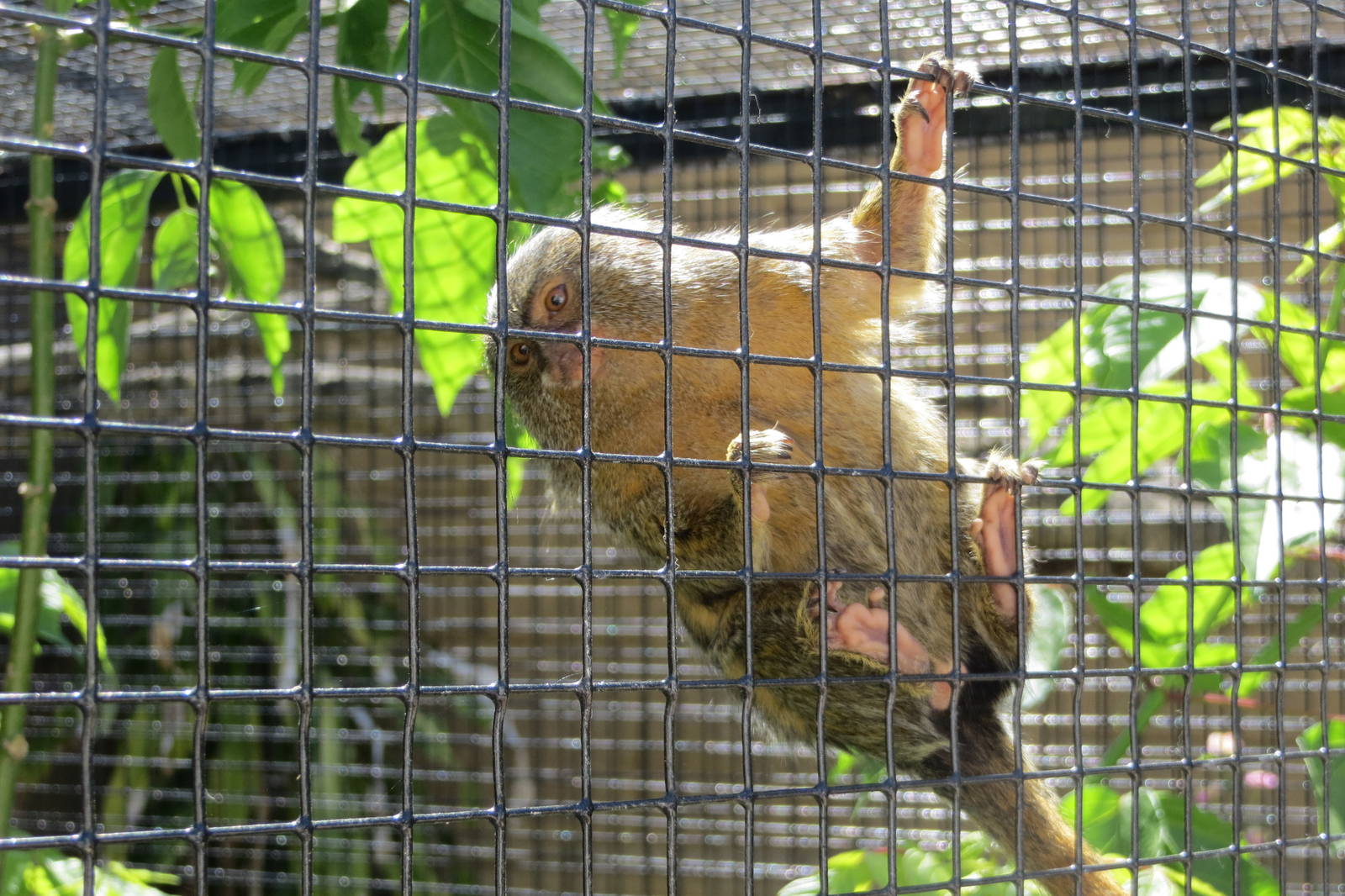 Pygmy Marmoset May 2014