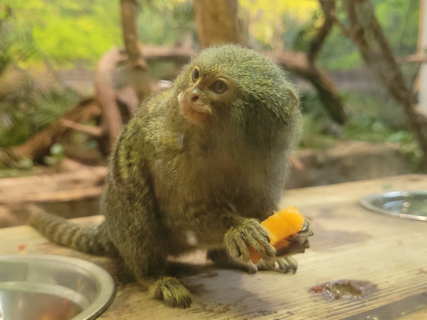 Pygmy marmoset -Parc Animalier des Pyrénées (2023)