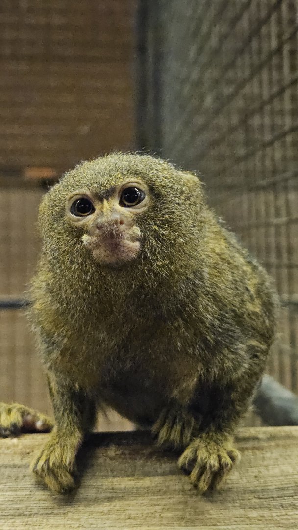 Pygmy marmoset, Pygmy zoo Sharjah