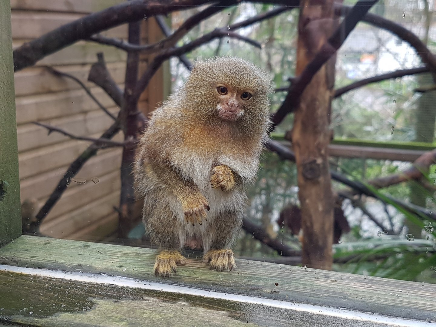 Pygmy Marmoset - Shaldon Wildlife Trust - January, 2017