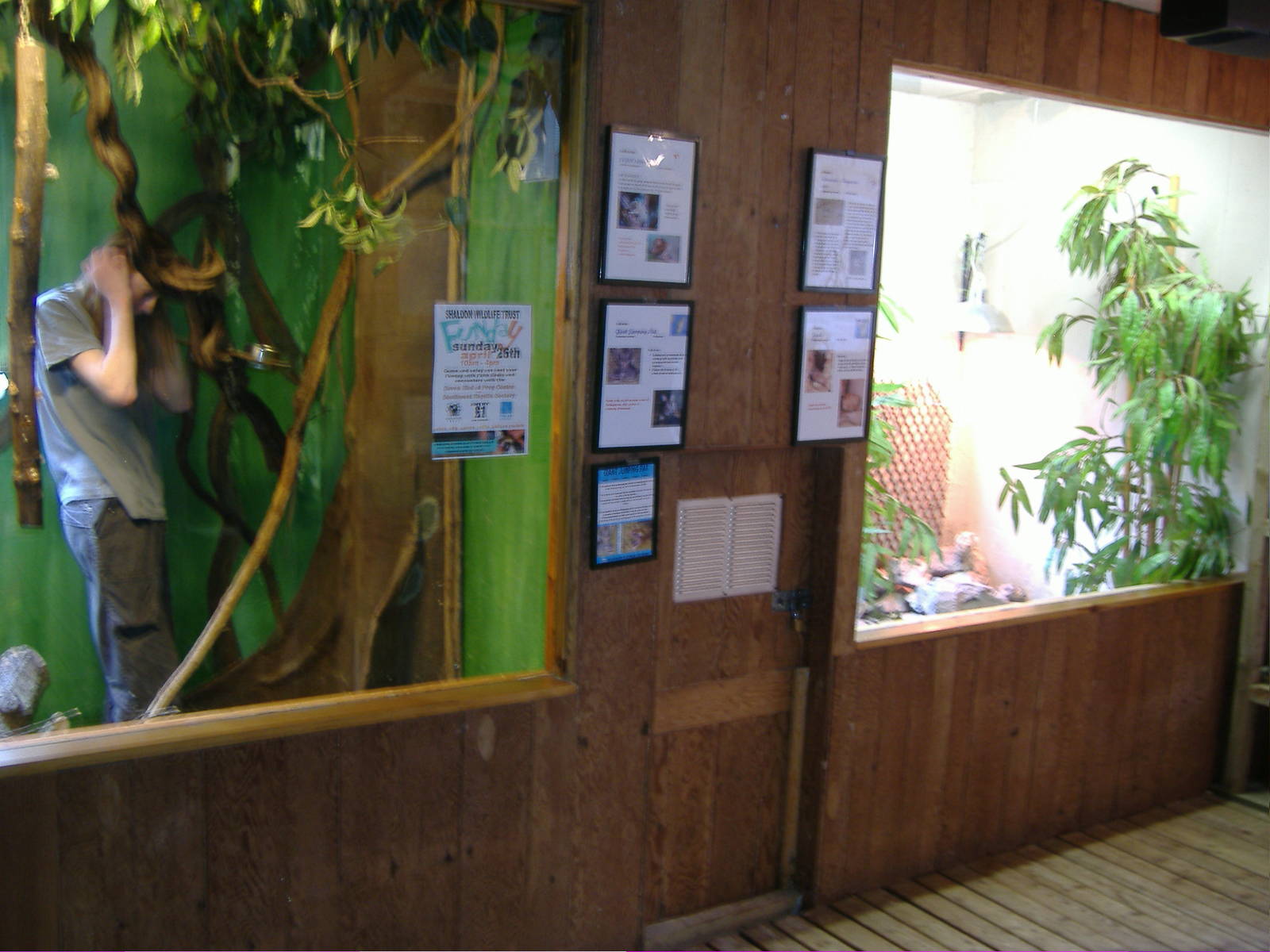 Pygmy Marmoset Shaldon Zoo