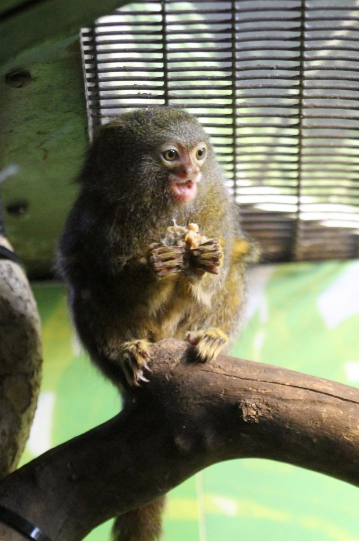 Pygmy Marmoset sp?