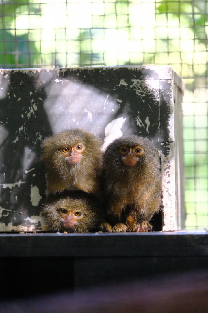 Pygmy Marmoset - Wildlife HQ