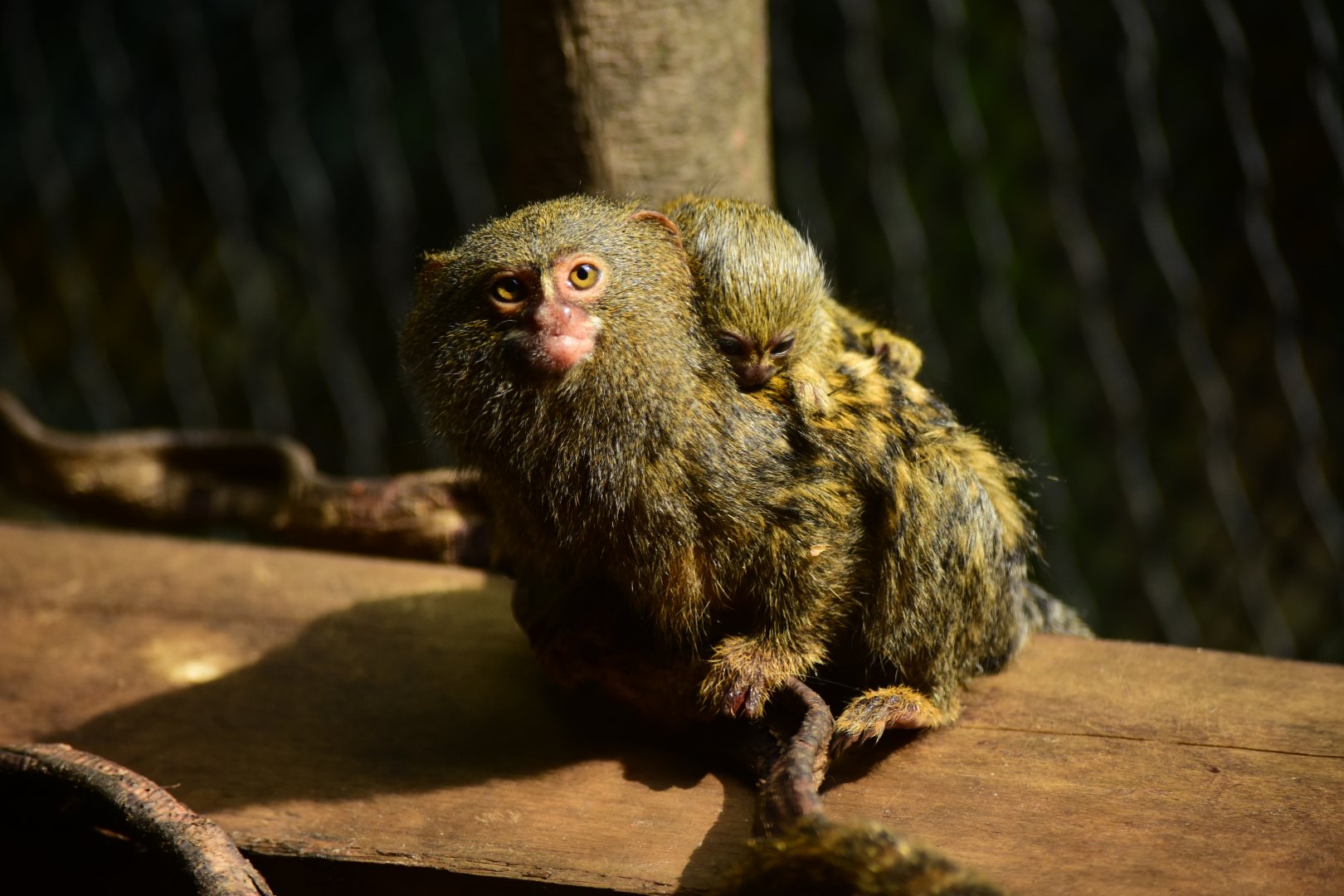 Pygmy marmoset with baby (Cebuella pygmaea)